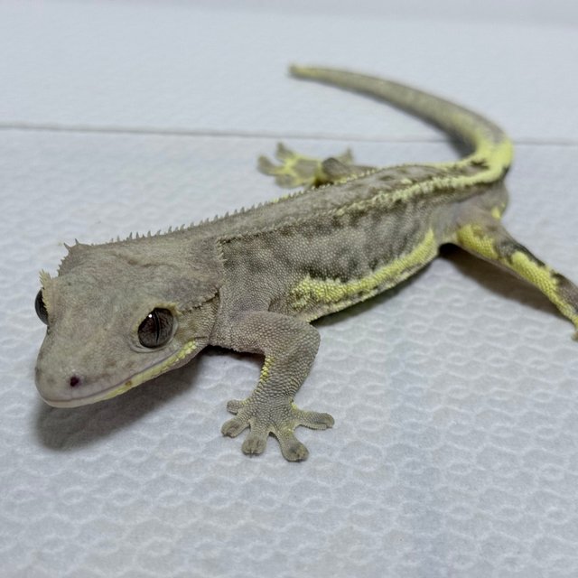 릴리화이트 크림시클 팬텀