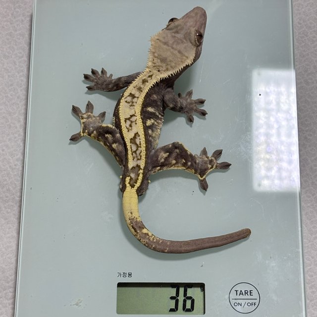 카푸치노 화이트