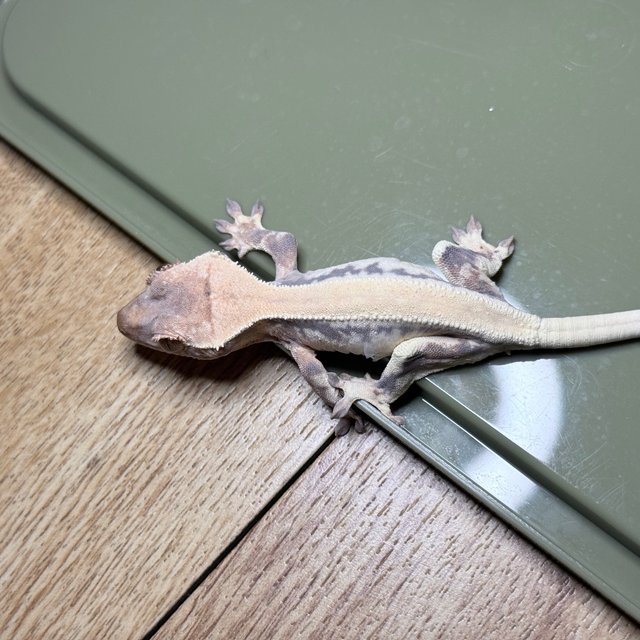 릴리 세이블 솔리드백