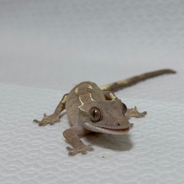 카푸치노 텐저린