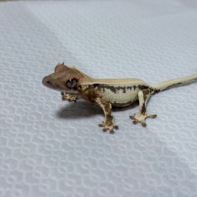 릴리 세이블 솔리드백