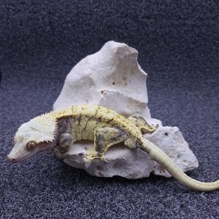 키메라