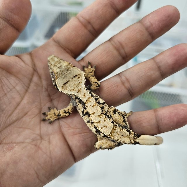 노멀 트라이 익스트림할리퀸 화이트스팟