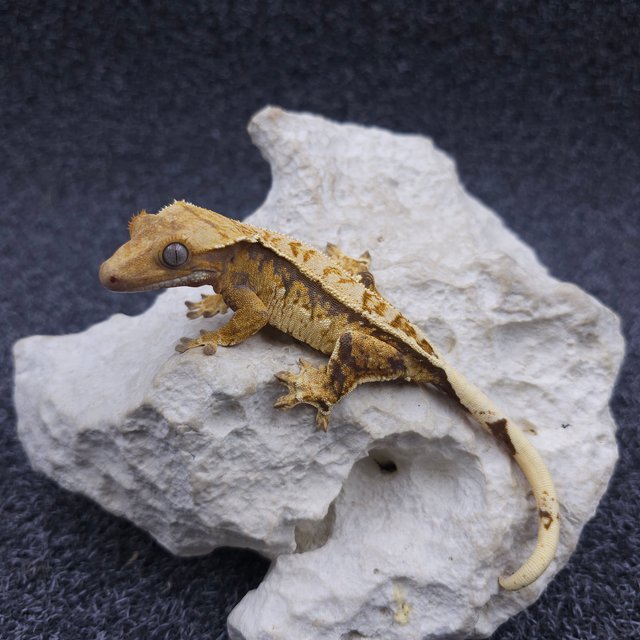 노멀 쿼드 트라이