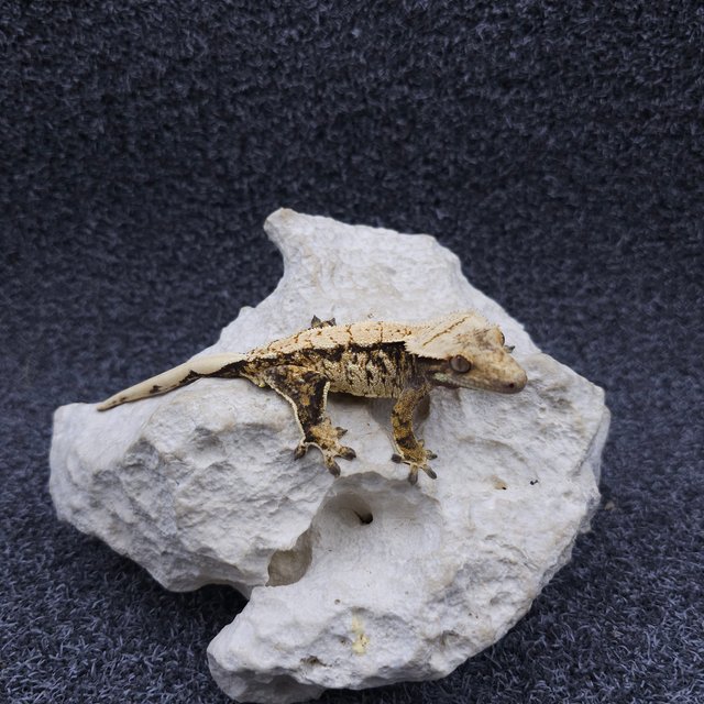 노멀 트라이 익스트림할리퀸