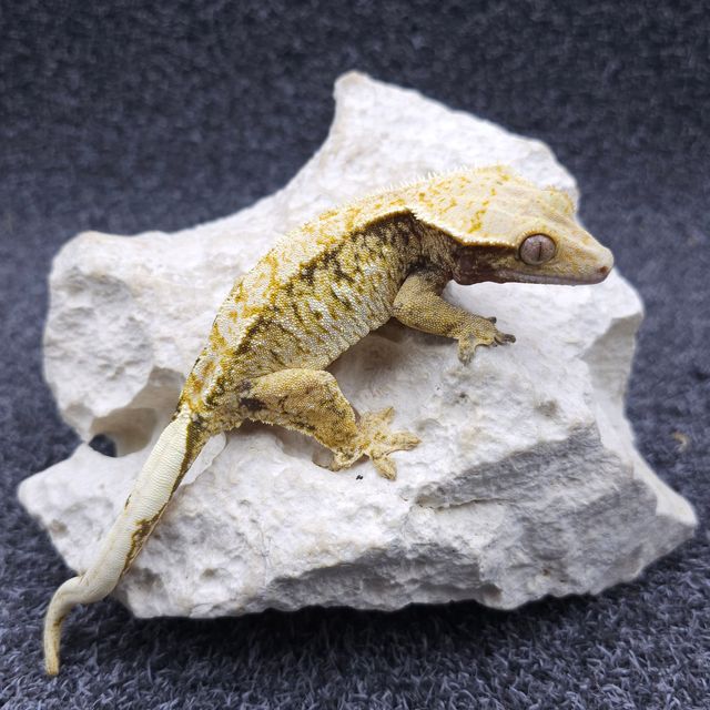 노멀 트라이 화이트스팟