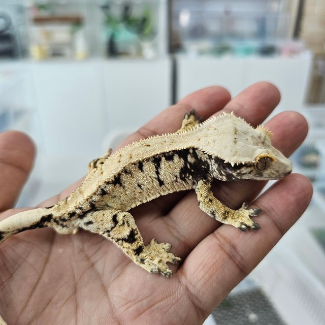 노멀 드리피 화이트스팟