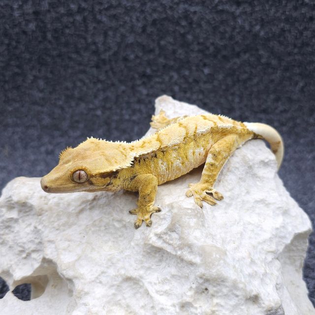 노멀 트라이 익스트림할리퀸