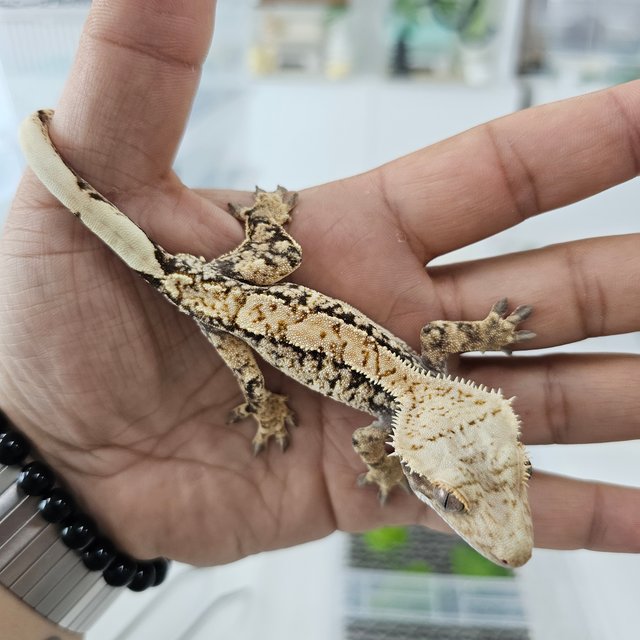 노멀 익스트림할리퀸 화이트스팟