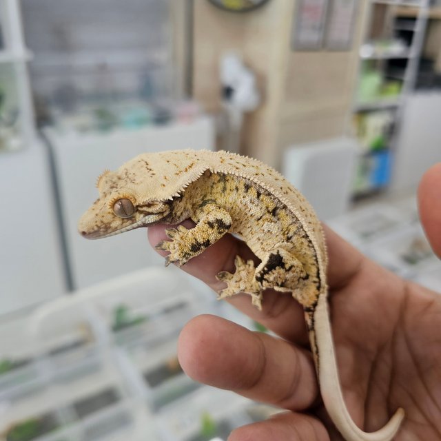 트라이 쿼드 풀핀 드리피 핀스트라이프 화이트스팟