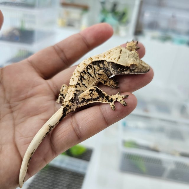 노멀 트라이 익스트림할리퀸 화이트스팟