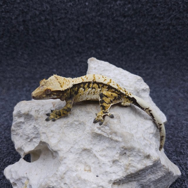 노멀 트라이 익스트림할리퀸