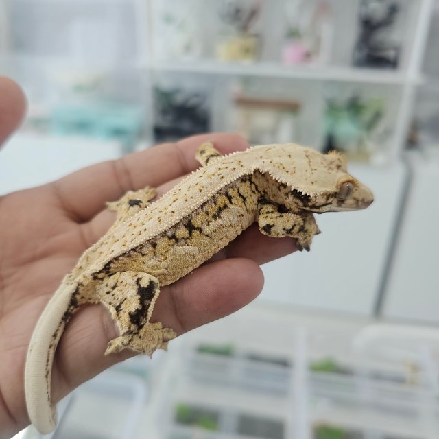 트라이 쿼드 풀핀 드리피 핀스트라이프 화이트스팟