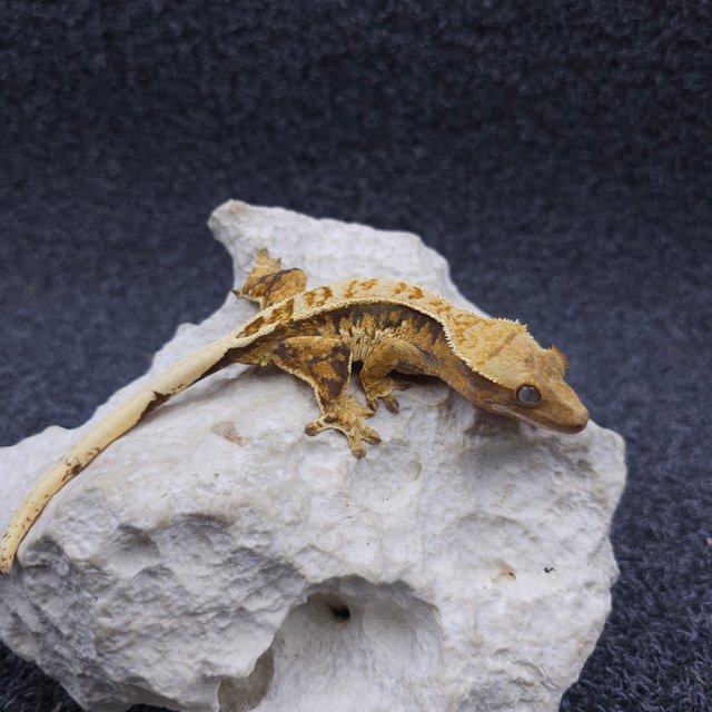 노멀 쿼드 트라이