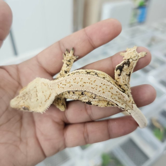 트라이 쿼드 풀핀 드리피 핀스트라이프 화이트스팟