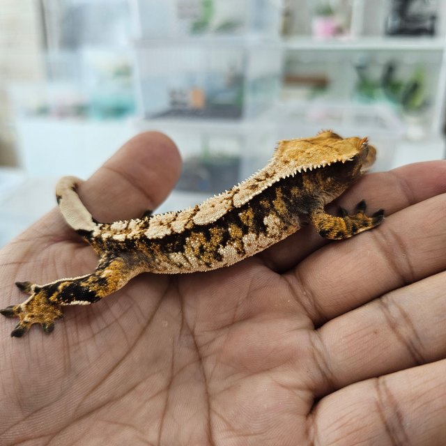 노멀 트라이 익스트림할리퀸