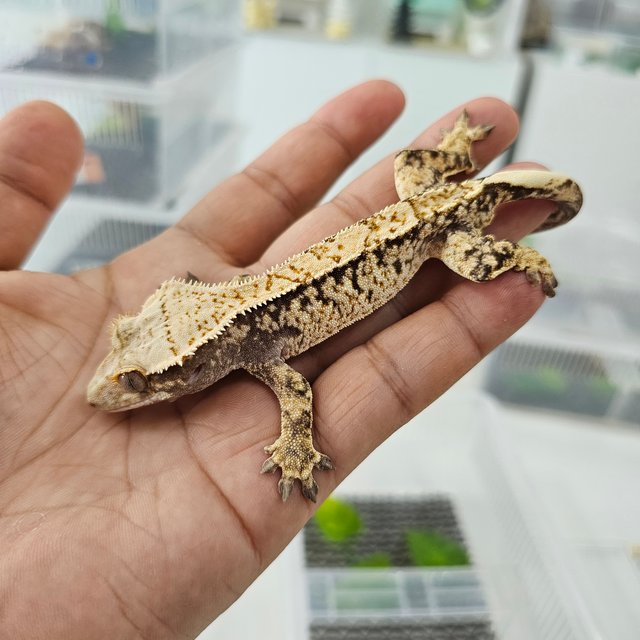 노멀 익스트림할리퀸 화이트스팟