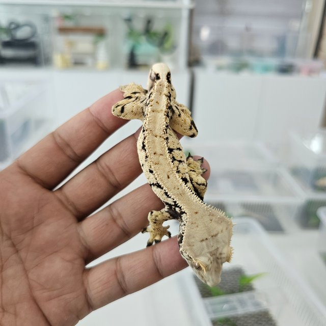 노멀 드리피 화이트스팟