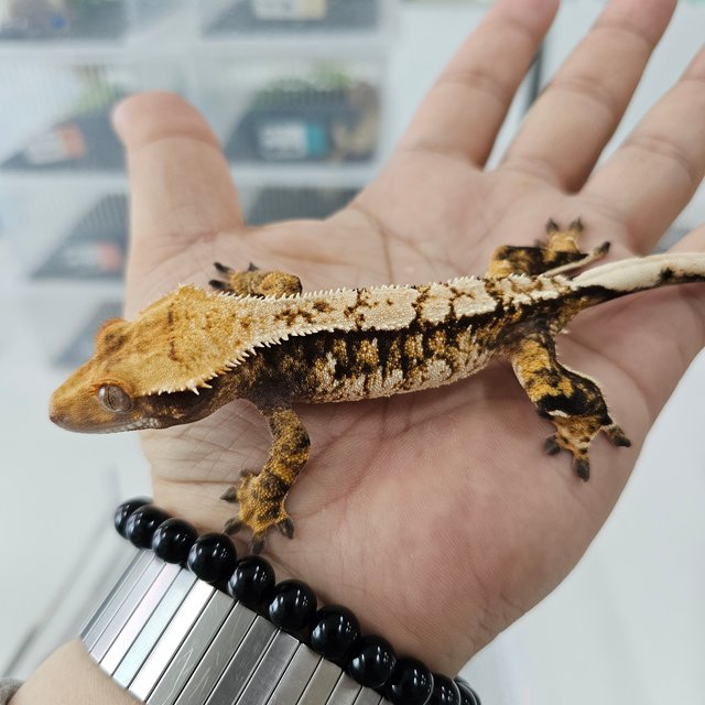 노멀 트라이 익스트림할리퀸