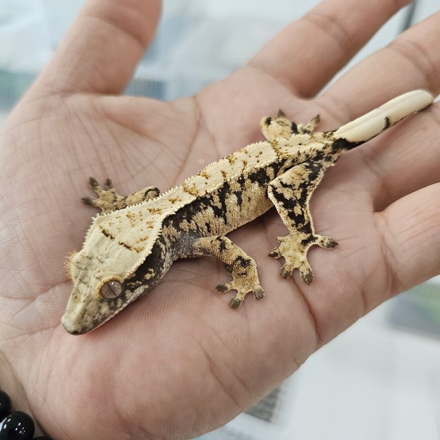 노멀 트라이 익스트림할리퀸 화이트스팟