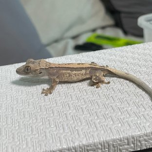 세이블