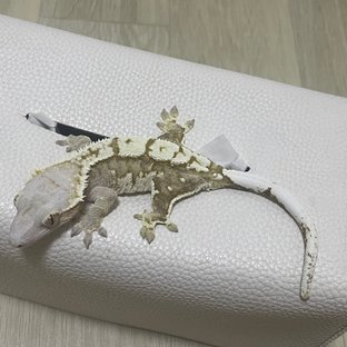 크림시클