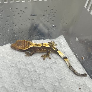 세이블 100%헷아잔틱