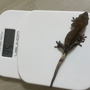 차콜1