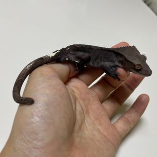 아잔틱