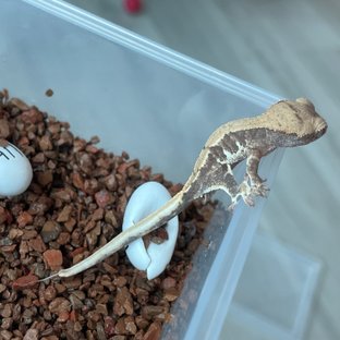 백미라인