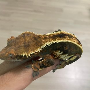 엠티백 핀스트라이프 화이트핀