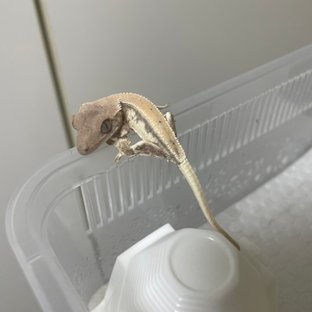 릴리 세이블