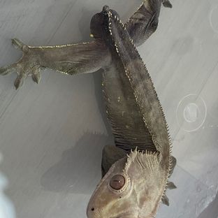 챠콜