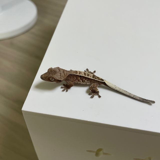 카푸치노 화이트핀