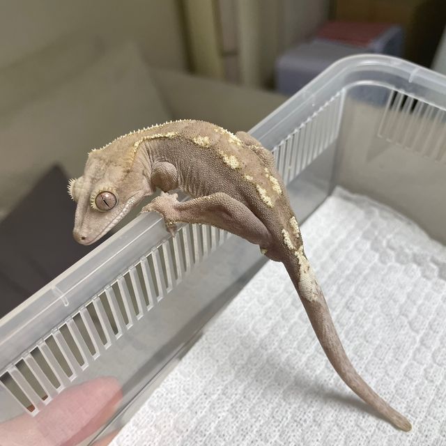 100%헷아잔틱 세이블