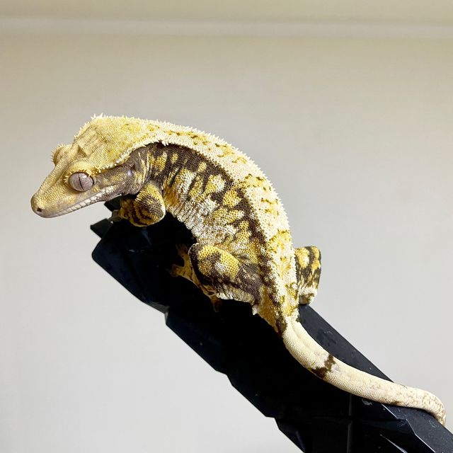 트라이
