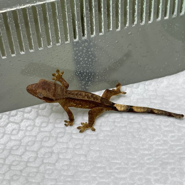 벅스킨