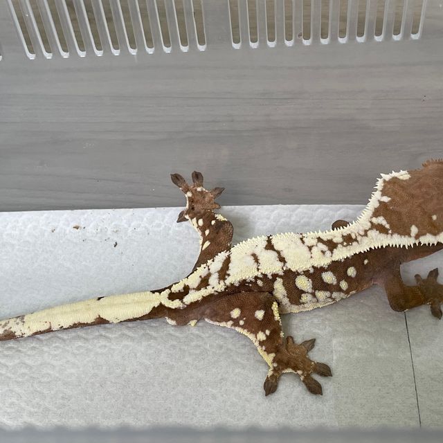 세이블