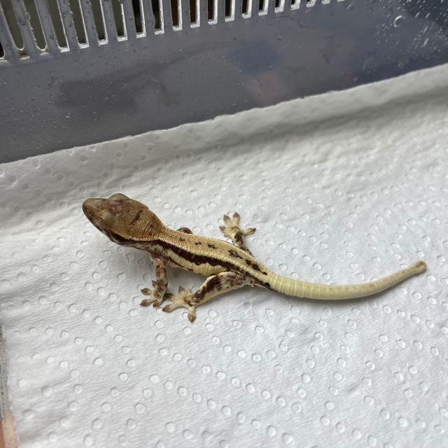 프라푸치노