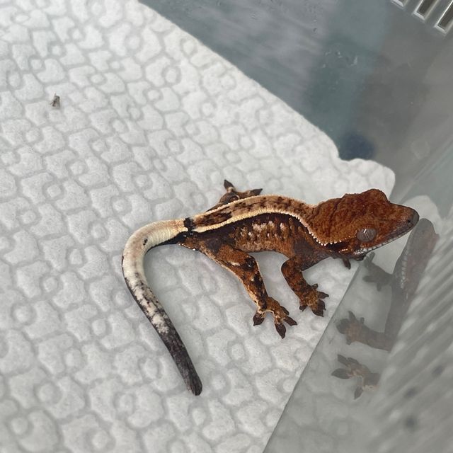 세이블