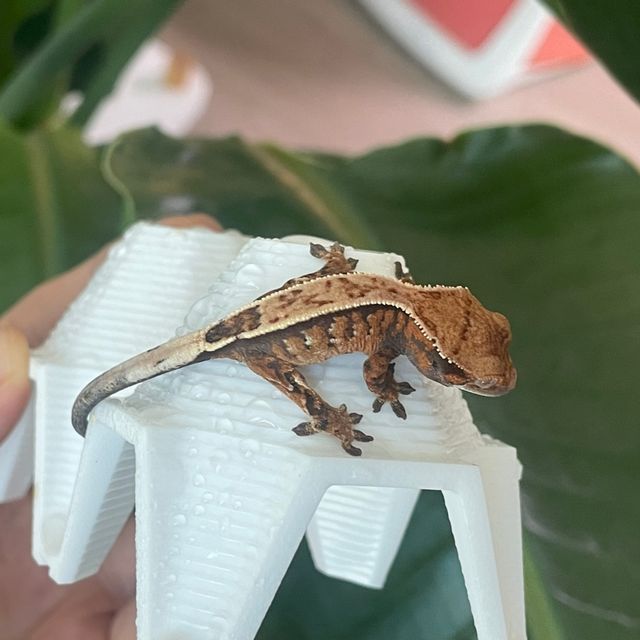 세이블