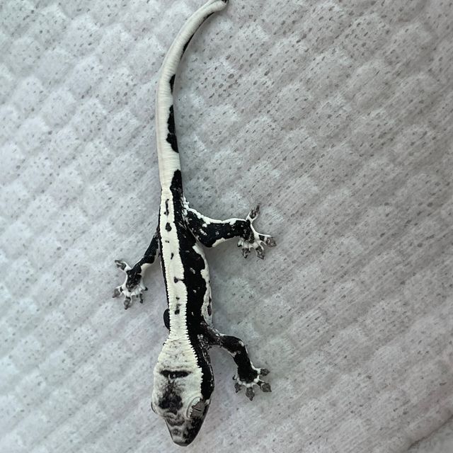 릴잔틱