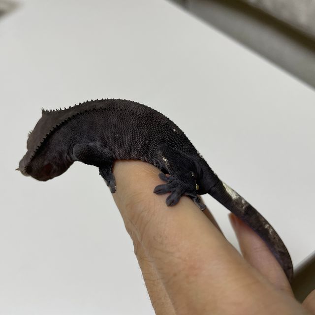 아잔틱