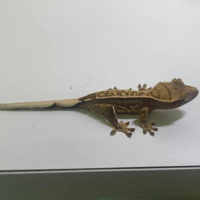 핀스트라이프