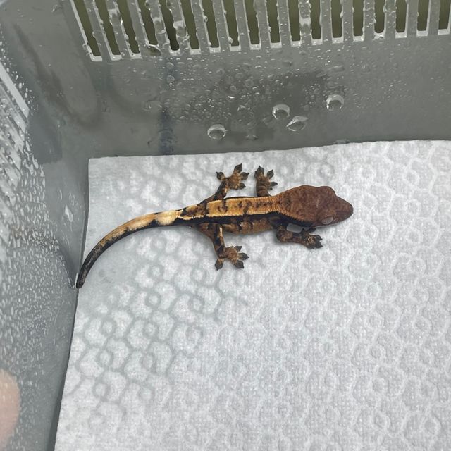 세이블