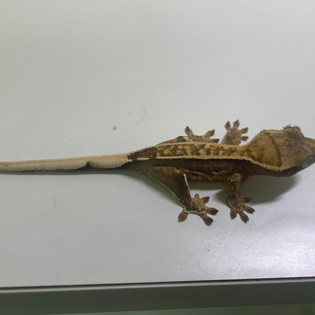 핀스트라이프