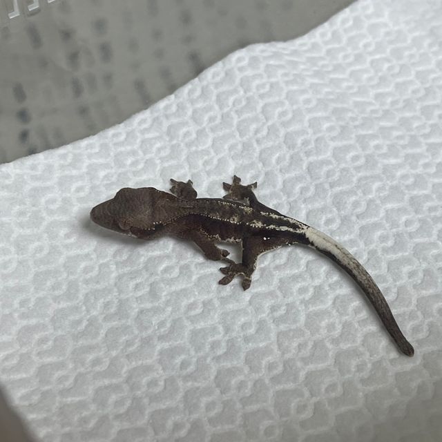 세이블 팬텀