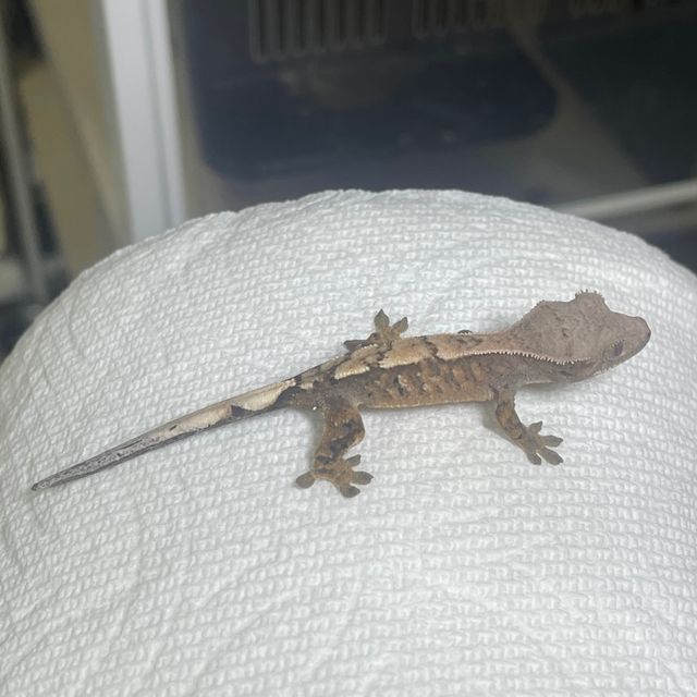 세이블