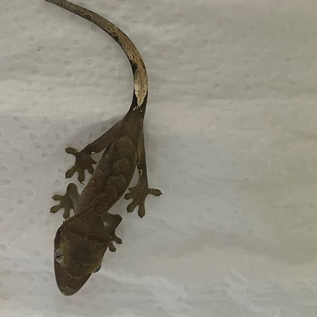 챠콜 알티