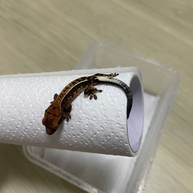 카푸치노